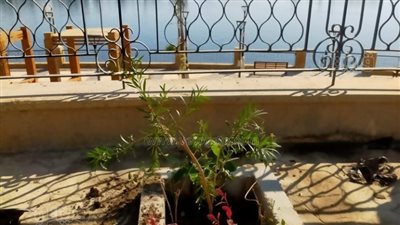 حملة لنظافة وتجميل البعيرات في الأقصر (صور)