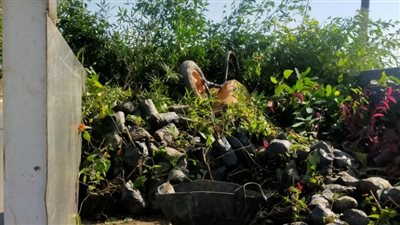 زراعة 765 شجرة بكورنيش أرمنت في الأقصر 