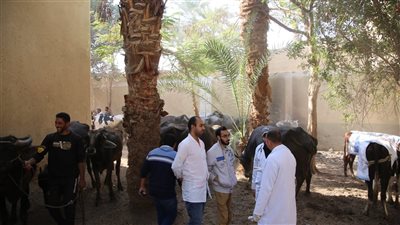 جامعة الفيوم تنظم قافلة بيطرية لخدمة مربي الماشية بقرية ديسيا