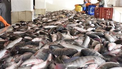 السبيط بـ 290 والمكرونة 110 جنيهات، أسعار السمك اليوم السبت بسوق العبور