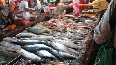 أسعار السمك اليوم في سوق العبور، البلطي يرتفع لـ 76 جنيها 