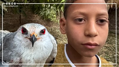 كما وجدنا آباءنا يفعلون، حكاية طفل أبهر الصعيد في اصطياد الصقور والذئاب بـ