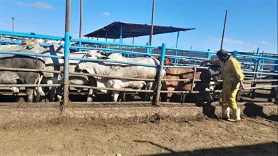 تحصين 228 ألف رأس ماشية ضد الحمى القلاعية والوادى المتصدع بالدقهلية 