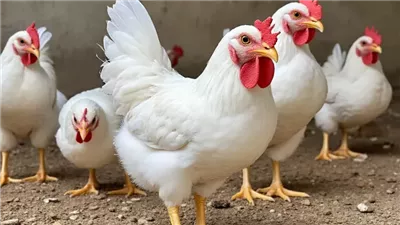  انخفاض أسعار الفراخ اليوم الأحد 22 ديسمبر 2024