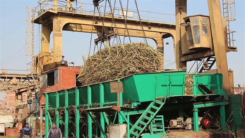 موسم عصير القصب بمصنع