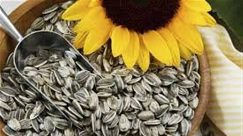 بذور عباد الشمس،