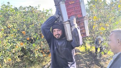ملك فواكه الشتاء منور على الشجر، انطلاق موسم حصاد البرتقال في القليوبية (فيديو)