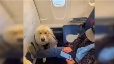 شركة طيران أمريكية تجبر راكبًا على ترك مقعده بالدرجة الأولى لكلب