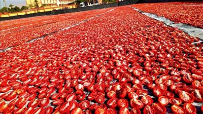 7 معلومات عن ملتقى التسويق الأول للخضر والفاكهة المجففة في الأقصر