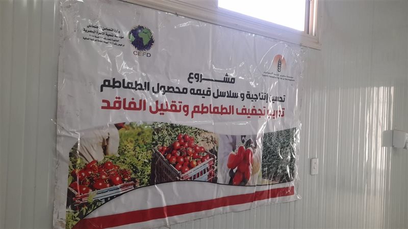 تحسين وتجفيف الطماطم