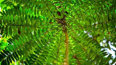 فوائد شرش الزلوع لتحسين الدورة الدموية وصحة الجهاز التنفسي