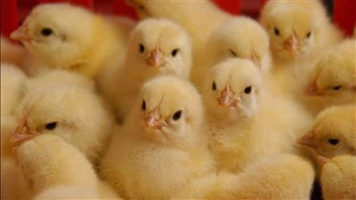 انخفاض ملحوظ في أسعار البط، وهذا سعر الكتكوت الأبيض اليوم الثلاثاء