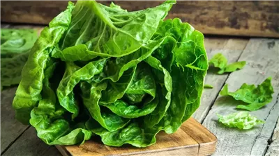  تفسير حلم أكل الخس في المنام وعلاقته بالإصابة بالتعب النفسي والجسدي 