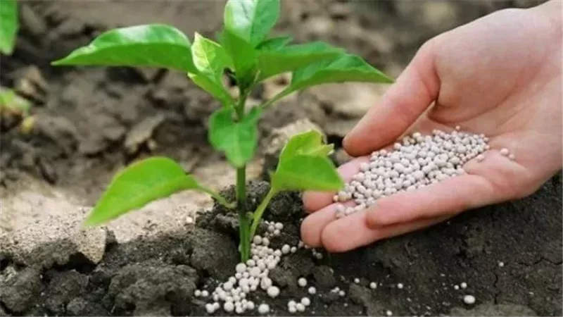 أسعار الأسمدة اليوم