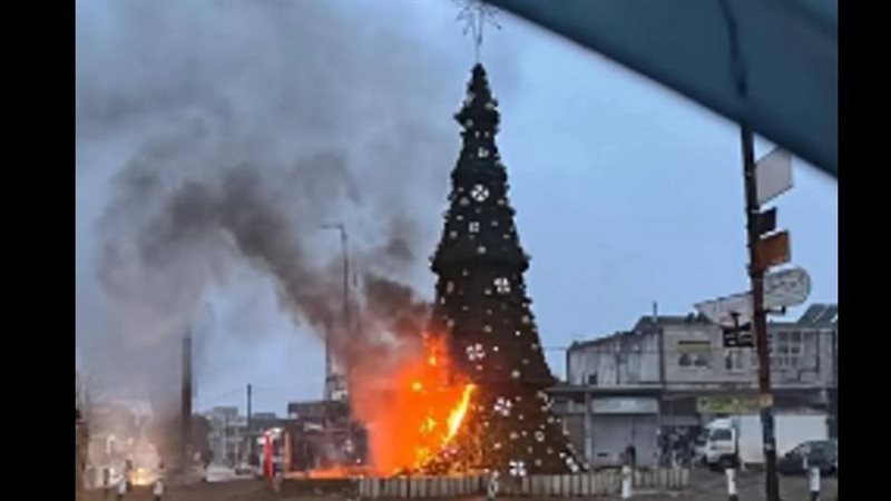 إضرام النار في شجرة