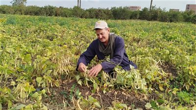 اللؤلؤ الأخضر، بشاير حصاد محصول الفاصوليا في حقول الغربية (فيديو) 