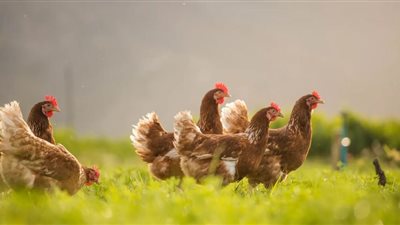 بصر حاد وذكاء مذهل، حقائق لا تعرفها عن حيوانات المزرعة‎