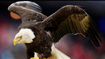  تفسير رؤية النسر في المنام وعلاقتها بالوصول إلى مكانة مرموقة 