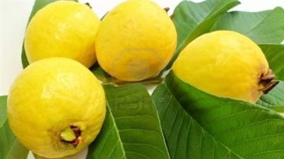 ورق الجوافة، لمرضى السكري ولعلاج نزلات البرد وتقوية المناعة