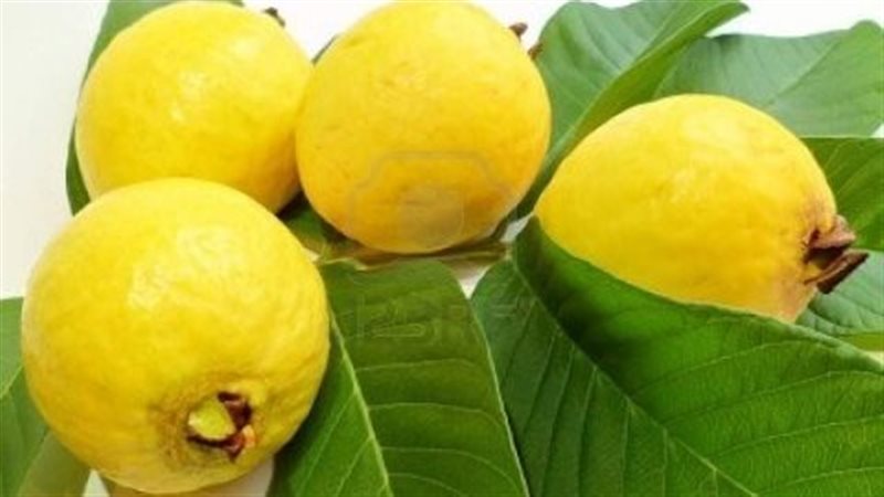 ورق الجوافة لصحتك،