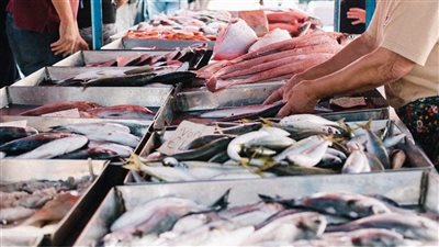 أسعار السمك اليوم، البوري يرتفع 10 جنيهات في سوق العبور