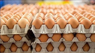 ارتفاع أسعار البيض في الأسواق اليوم الأربعاء 25-12-2024