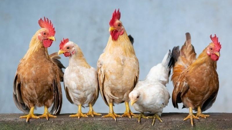اسعار الدواجن اليوم