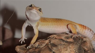 تفسير حلم ضرب البرص في المنام وعلاقته بالتغلب على الأعداء 