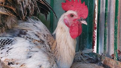 أسعار الفراخ اليوم الجمعة 27 ديسمبر 2024 (آخر تحديث)