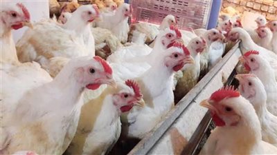 البلدي يرتفع 5 جنيهات، أسعار الفراخ اليوم الجمعة 27 ديسمبر 2024