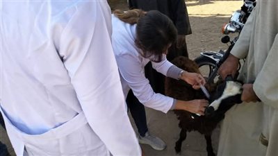 بيطري الأقصر يحصن 272.608 حيوانات وطيور (صور)