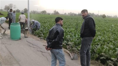 رئيس مدينة الإبراهيمية بالشرقية يتابع حملة النظافة والتجميل وتركيب أعمدة الإنارة