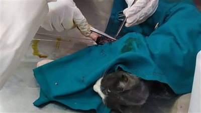 نجاح جراحة دقيقة لإعادة تثبيت كسر لإحدى القطط بالغربية (صور)