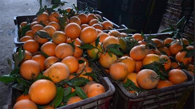 بالأسعار، إزاي تفرق بين الفاكهة البلدي والصيني؟ ( صور وفيديو)