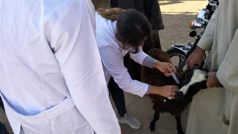 أثناء الحملة، فيتو