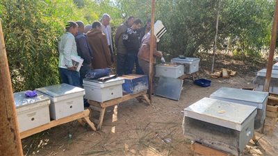 دورة تدريبية حول تربية نحل العسل وإنشاء المناحل في شمال سيناء