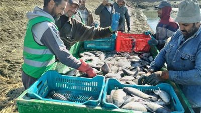بإنتاجية 15 طنا، محافظ الوادي الجديد: بدء صيد الحوض الثاني من المزرعة السمكية بالفرافرة