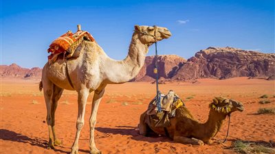  تفسير حلم ركوب الجمل في المنام وعلاقته بالحصول على ميراث كبير قريبا 