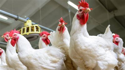 ارتفاع كبير في أسعار الدواجن اليوم الأحد 29 ديسمبر 2024