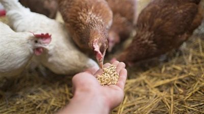  طن الردة يرتفع 200 جنيه، أسعار الأعلاف والحبوب في الأسواق