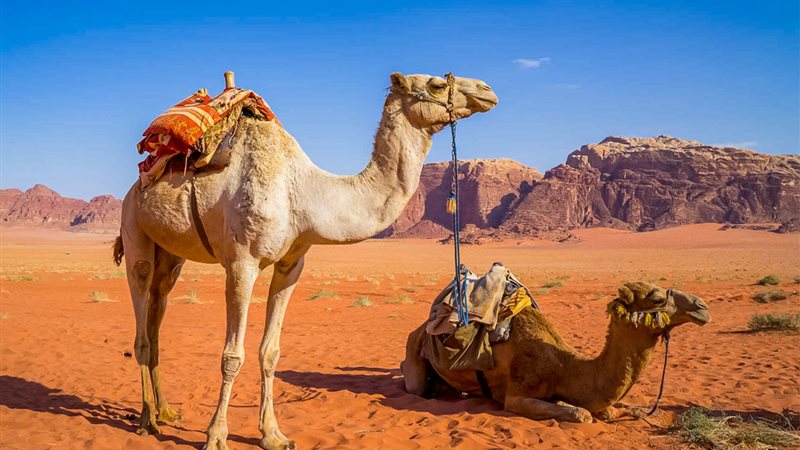 تفسير حلم ركوب الجمل
