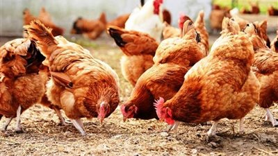 انخفاض أسعار الفراخ اليوم الأربعاء 1 يناير 2025