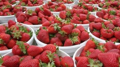 أسعار الفاكهة اليوم، الفراولة تتراجع 8 جنيهات في سوق العبور 