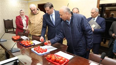 الزراعة تنجح في استنباط 8 أصناف من تقاوي طماطم بانتاجيات عالية 