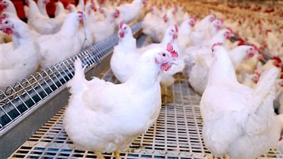 أسعار الفراخ تواصل الارتفاع اليوم الخميس 2 يناير 2025