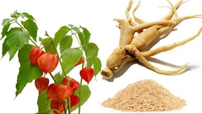  فوائد الأشواجندا، لتحسين وظائف الدماغ والذاكرة وتقوية المناعة