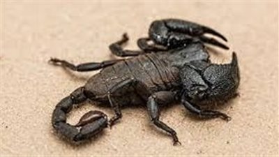 تفسير رؤية العقرب في المنام وعلاقتها بالتخلص من الأعداء 