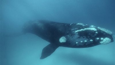 علماء: الحيتان الصائبة الجنوبية كائنات معمرة