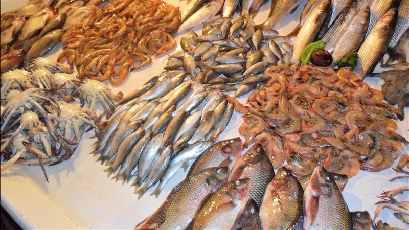 أسعار السمك اليوم،