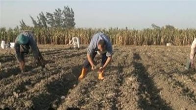 المركزية لمكافحة الآفات تواصل متابعة المحاصيل وتوعية المزارعين 